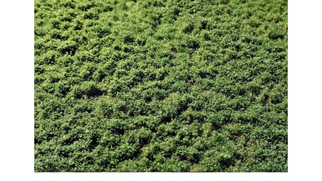 Layered Tufts Weeds 2-2mm summer