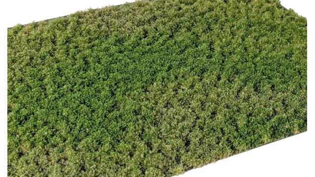 Layered Tufts Weeds 2-2mm late summer