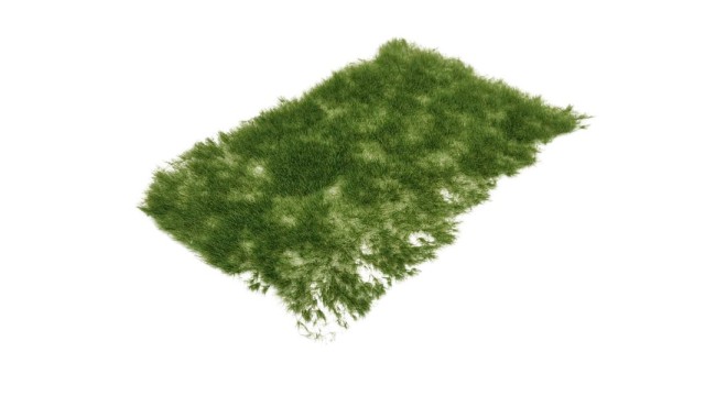 Tufts late spring 6 mm