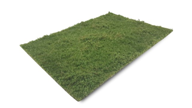 Pasture with weeds summer, short (Medium)