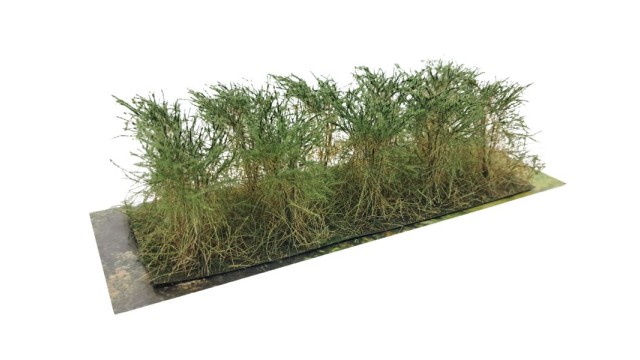 Bushes type B Fir Green