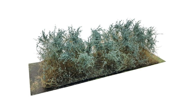 Bushes type C Eucalyptus Green