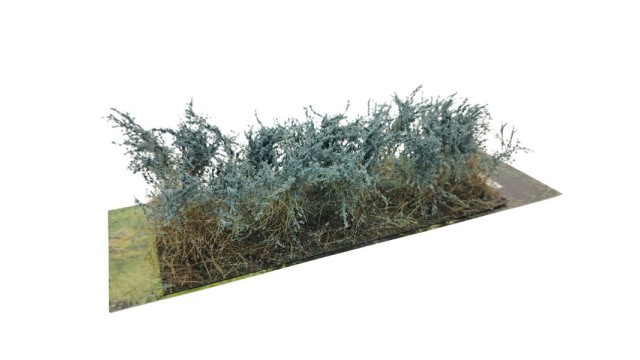 Bushes type C Juniper Green